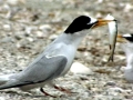 Little Tern