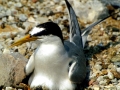 Little Tern