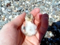 Little Tern