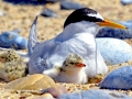 Little Tern