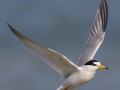 Little Tern