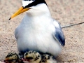 Little Tern