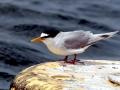 Little Tern