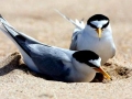 Little Tern