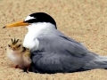 Little Tern