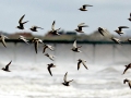 Little Tern