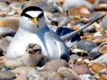 Little Tern