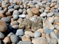 Little Tern