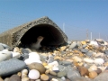 Little Tern
