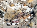 Little Tern