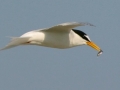 Little Tern