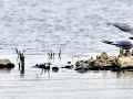 Little Tern