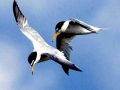 Little Tern