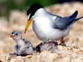 Little Tern
