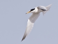 Little Tern