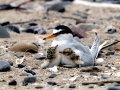Little Tern