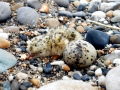 Little Tern