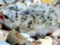 Little Tern