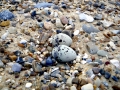 Little Tern