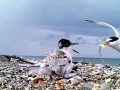 Little Tern