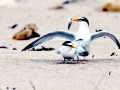 Little Tern