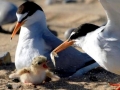 Little Tern
