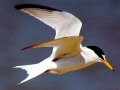 Little Tern