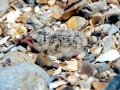 Little Tern