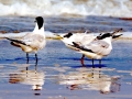 Little Tern