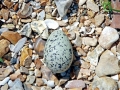 Little Tern