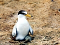 Little Tern