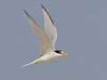 Little Tern