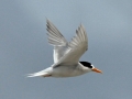 Little Tern