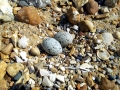 Little Tern