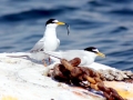 Little Tern