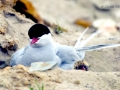 Little Tern