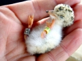 Little Tern