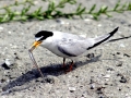 Little Tern