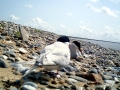 Little Tern