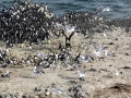 Little Tern