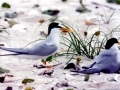 Little Tern