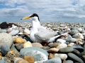 Little Tern