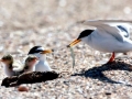 Little Tern