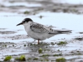 Little Tern