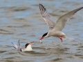 Little Tern
