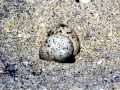 Little Tern