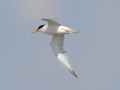 Little Tern