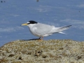 Little-Tern-2