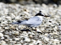 Little Tern