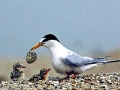 Little Tern